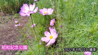 【4K】昭和記念公園コスモスまつり（4）（2022年9月10日）