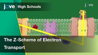 The Z-Scheme of Electron Transport in Photosynthesis | Cell Bio | Video Textbooks - Preview