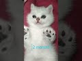 How kitten growing up: from 2 months to 2 years | Before and After