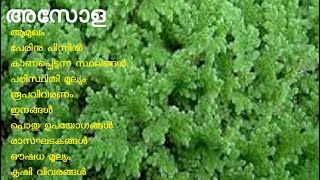 അസോള | Azolla | Azolla pinnata | mosquitofern | feathered mosquitofern | water velvet