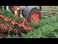 lietlahti organic farm. carrots’ picking up. lietlahden tila.