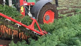 Lietlahti Organic Farm. Carrots’ Picking up. Lietlahden Tila.