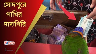 Sodepur News | lorikeet bird | African Grey Parrot : সোদপুরে পাখির দাদাগিরি