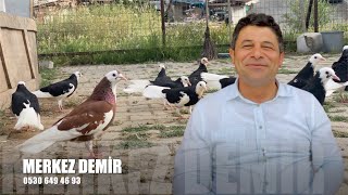 Dönek Güvercin Sohbeti Merkez Demir (Merkez Ahmet)