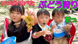 家族５人で何房食べれる！？１年ぶりのぶどう狩り＆小さな遊園地へ！