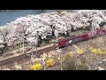 picnic at thousand cherry blossom 🌸ohanami crawling in miyagi japan🗾