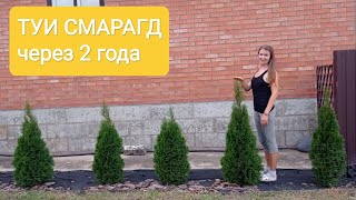 Туи Смарагд через 2 года после посадки! Живая изгородь (часть 3) Прирост приятно удивил!