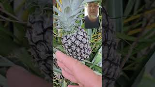 When to pick a pineapple? #garden #pineapple #gardening