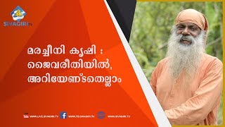 മരച്ചീനി കൃഷി ജൈവരീതിയിൽ : അറിയേണ്ടതെല്ലാം. | Sivagiri TV