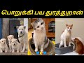 😻வீட்டுக்கு வா வச்சிக்கிறன்😸#animalmindvoice #trendingvideo #viralvideos #shortsvideo