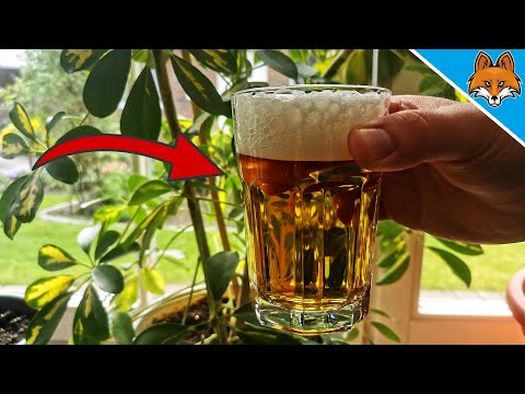 Can I water my plants with beer?