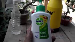 How to Pesticide | Homemade Bug Spray for Plants | Natural Aphid Control (Urdu/hindi)