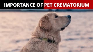 Hyderabad To Start Pet Crematorium: Is It Important?