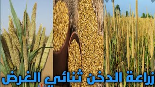 Cultivation of dual-purpose millet (for feed production or grain production)