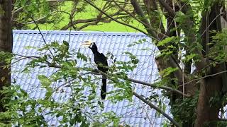 サイチョウ ペアで飛来！可愛い鳴き声