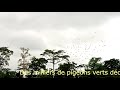 Ballet de pigeons verts dans une clairière du Parc National de Lobéké