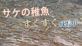 旅立ちに向けて★サケの稚魚がすくすく成長中★群馬県水産試験場