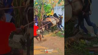 டேய் செவலை தாவுடா தாவு #jallikattu #trending #video #shortsfeed #viral #tiktok