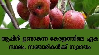 കാന്തല്ലൂർ അതി മനോഹരം. സഞ്ചരികളുടെ കേരളത്തിലെ പറുദീസ. കാന്തല്ലൂർ ഫെസ്റ്റിനും തുടക്കമായി