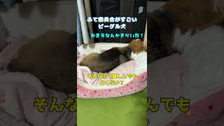 [Senior dog] A beagle dog that sleeps. [Beagle Dog]