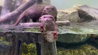 めちゃかわいいカワウソ！アクアパーク品川水族館