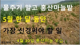 홍산마늘밭 5월 한 달 동안 가장 신경 써야 할 일(물주기 말고)