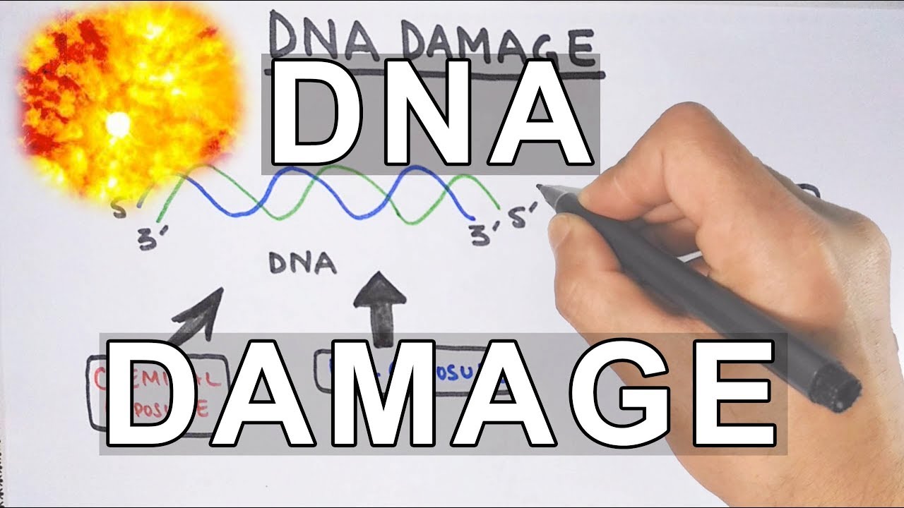 Overview Of DNA Damage - YouTube