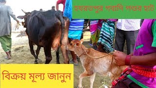 গরুর বিক্রয় হচ্ছে কত দামে দেখুন|হযরতপুর গবাদি পশুর হাট|চতুর্থ পর্ব|