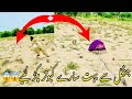 Jungle Sa Bhot Sera Kabooter🕊️Pakr Leya 😱😱|Nasir Pets Vlog