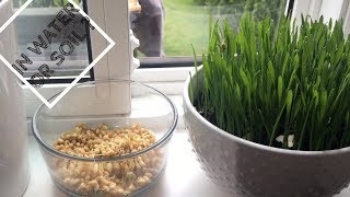 Growing wheatgrass in Soil vs. Wheatgrass in Water | DIY