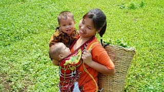 Single mother raising two children, Harvest  pennywort goes to the market sell,