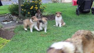 Collie Puppies For Sale