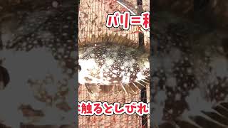 毒魚バリ！釣ってもヒレ先は絶対触らないで🐟