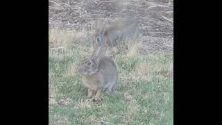 Two rabbits feeding in Gabbin