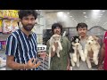 best quality pet shop new puppies available best price in hyderabad