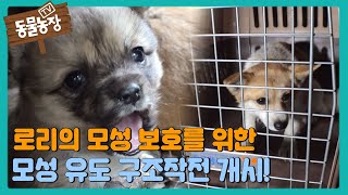 로리의 모성 보호를 위한 모성 유도 구조작전 개시 #TV동물농장 #AnimalFarm #SBSstory