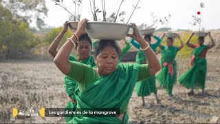 Inde : les gardiennes de la mangrove