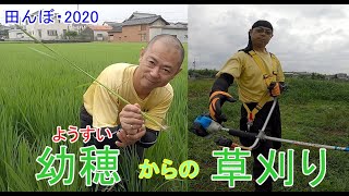 幼穂の確認・2回目からの草刈り　田んぼ・2020　20200707