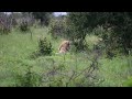 Casper the white lion in the kruger national park.