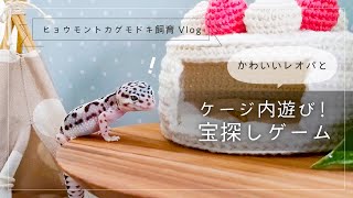 かわいいレオパとケージ内遊び！宝探しゲーム【ヒョウモントカゲモドキ飼育Vlog】