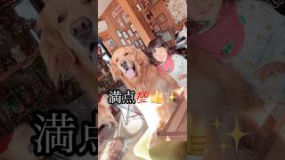 ゴールデンレトリバーBOSS \u00262歳児アヅキ　満面の笑顔からの素の顔😂 #dog #ゴールデンレトリバー　#2歳児  #大型犬とこども　#笑顔　#cute