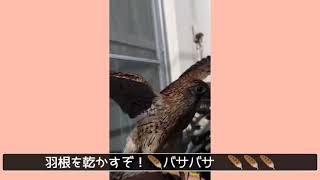 【チョウゲンボウ】水浴び後の乾燥【ツイッターにアップした動画】