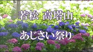 高塔山公園あじさい祭り　北九州若松