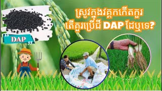 ស្រូវត្រូវបាចជីនៅក្នុងវគ្គកកើតកួរ តើគួរប្រើជី DAP ដែឬទេ? បើកប្រើ ត្រូវប្រើនៅតំបន់ណា?