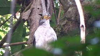 Slaty-backed forest-falcon (Micrastur mirandollei) - Tanatau