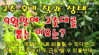 9월말 고추 후기 착과 상태/9월말에 고춧대를 뽑는 이유는?