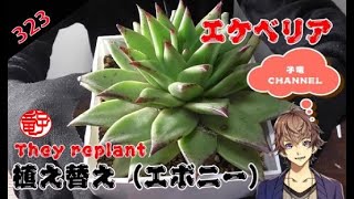 Echeveria エケベリアの植え替え（アガボイデスエボニー）切り戻し（ブルーバード）