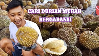 DURIAN MURAH BERGARANSI DI KAB MALANG rumah durian mas arya