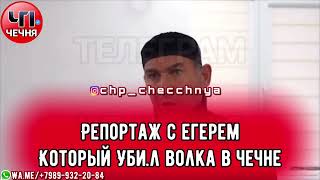 ❗️Специальный репортаж посвященный обсуждаемому в соцсетях случаю с волком.