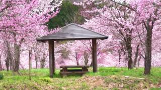 2024 .裏磐梯大塩『桜峠』色彩あふれる絶景‼